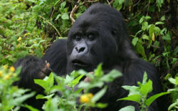 pnv-gorilla
