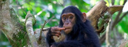 rwanda-chimpanzees