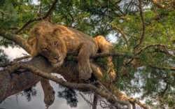 tree-climbing-lions