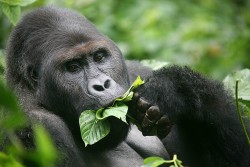Gorilla Trekking In Rwanda and Uganda