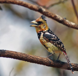 Crested Barbet