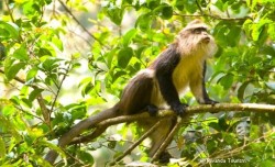 Nyungwe colubus monkeys
