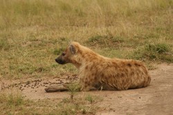 African Hyena