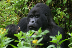 Gorilla photo 2