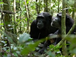 Chimps in Kibaale park