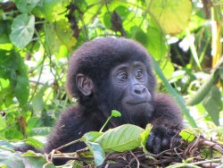 baby gorilla 2